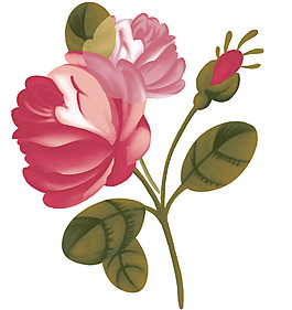 位圖 時(shí)尚休閑女裝 成熟優(yōu)雅女裝 植物 花卉 免費(fèi)素材