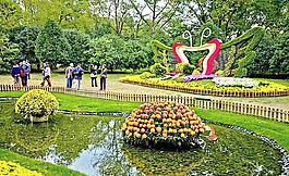 菊花展圖片