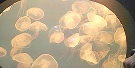 水母群圖片