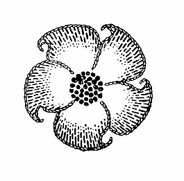 位圖 成熟優(yōu)雅女裝 花紋 花 免費素材