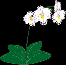 蘭花