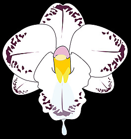 野生蘭花