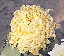 菊花圖片