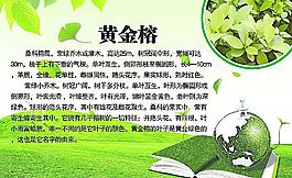 黃金榕簡介圖片