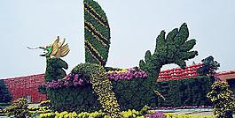 菊花展覽龍的象征圖片