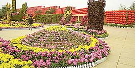 菊花展覽圖片