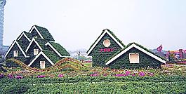 菊花展覽圖片