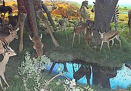 草原動物模型圖片