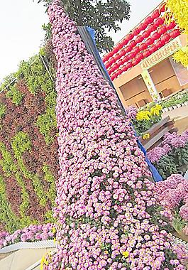 菊花展覽圖片