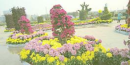 菊花展覽圖片