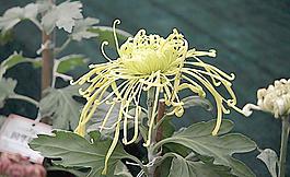 菊花圖片