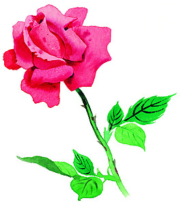 時尚休閑女裝 成熟優(yōu)雅女裝 T恤圖案 毛衫印花 優(yōu)雅植物 免費(fèi)素材