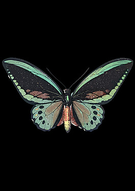 ornithoptera priamus