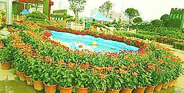 菊花展覽圖片