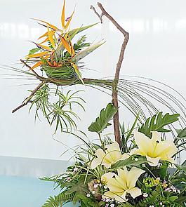 花卉圖片