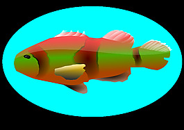多彩的魚(yú)