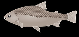 魚