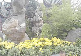 菊花展圖片