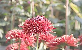 福州菊花展圖片