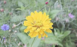 波斯菊?qǐng)D片