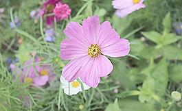 紫花圖片