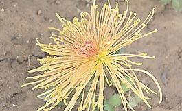 菊花圖片