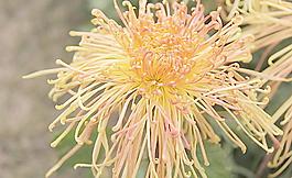 菊花圖片