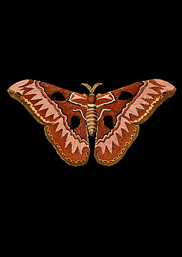 rothschildia aurota