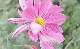 菊花圖片
