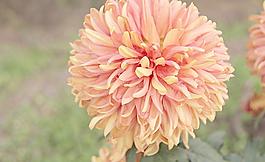菊花圖片