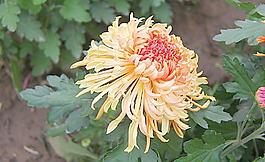 菊花圖片