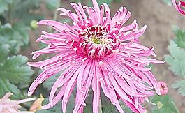 菊花圖片