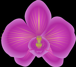 蘭花