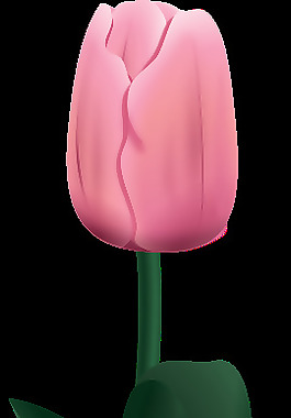 tulpe tultip