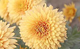 菊花圖片