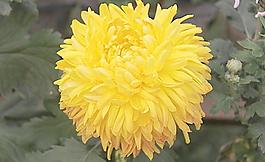 菊花圖片