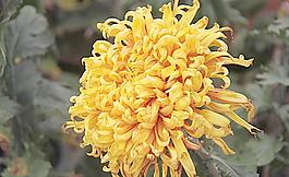 菊花圖片