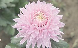 菊花圖片