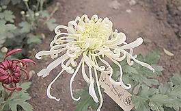 菊花圖片