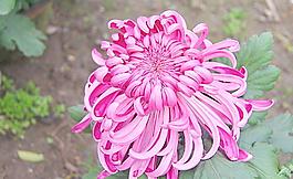 菊花圖片