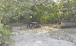 落葉圖片