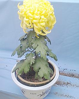 菊展圖片