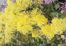 菊花展圖片
