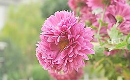 高清菊花图片