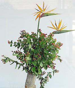 花卉圖片