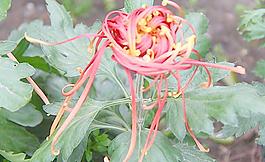 菊花圖片