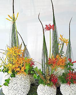 花卉圖片