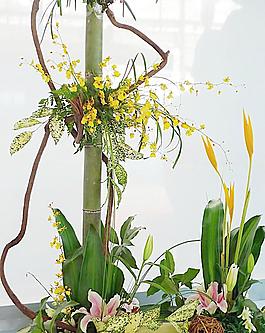 花卉圖片