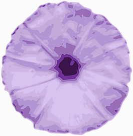 thalichedi花