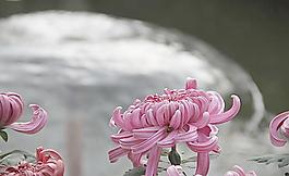 福州菊花展圖片